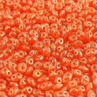 STARDUST HYACINTH