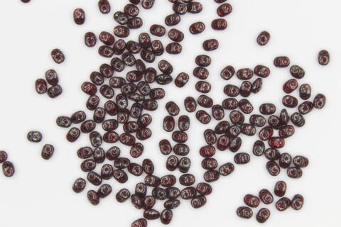 DARK RUBY PICASSO