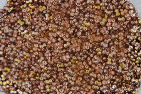 CRYSTAL CAPRI GOLD