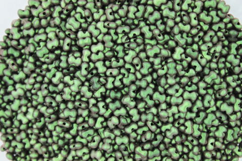 POLYCHROME CHAMELEON GREEN