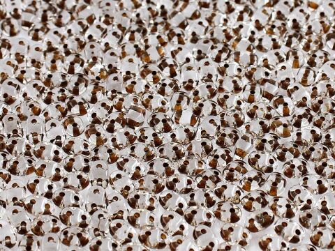 CRYSTAL BROWN LINED